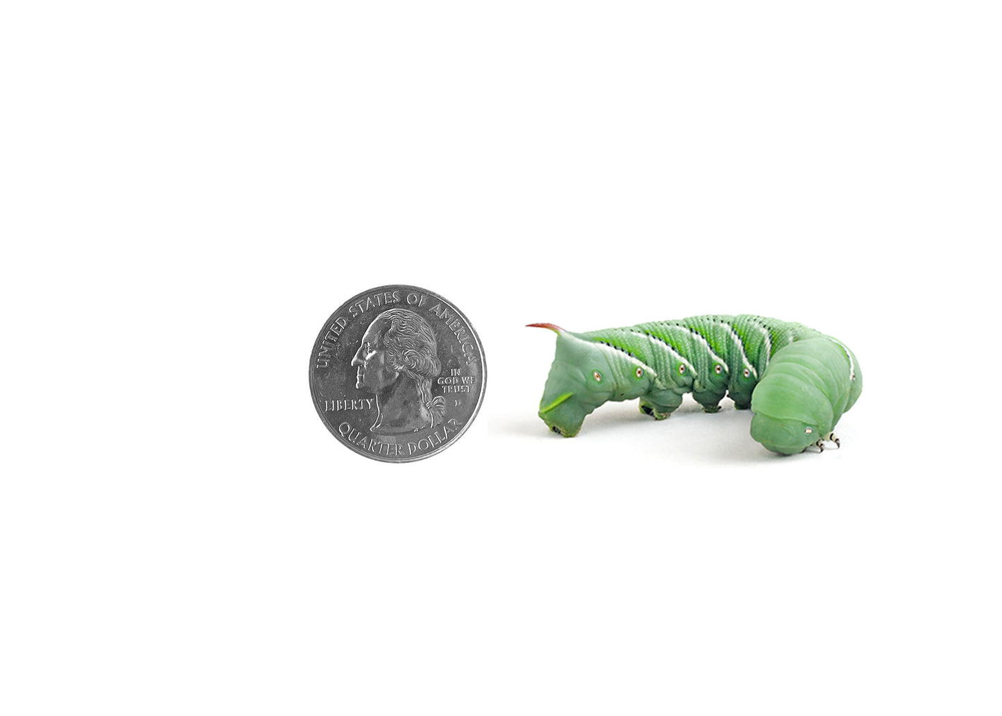 Large Hornworm