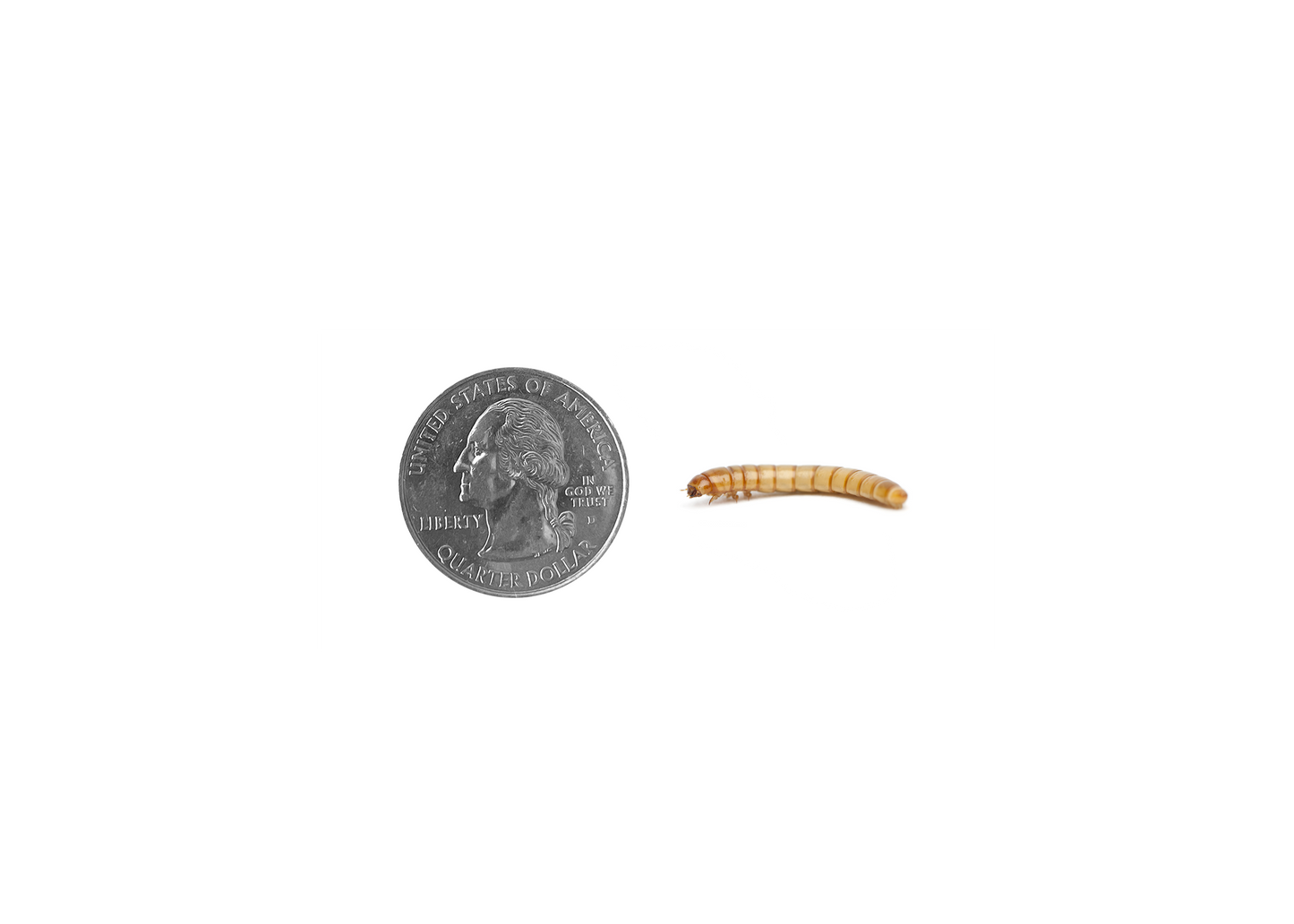 Medium Mealworm