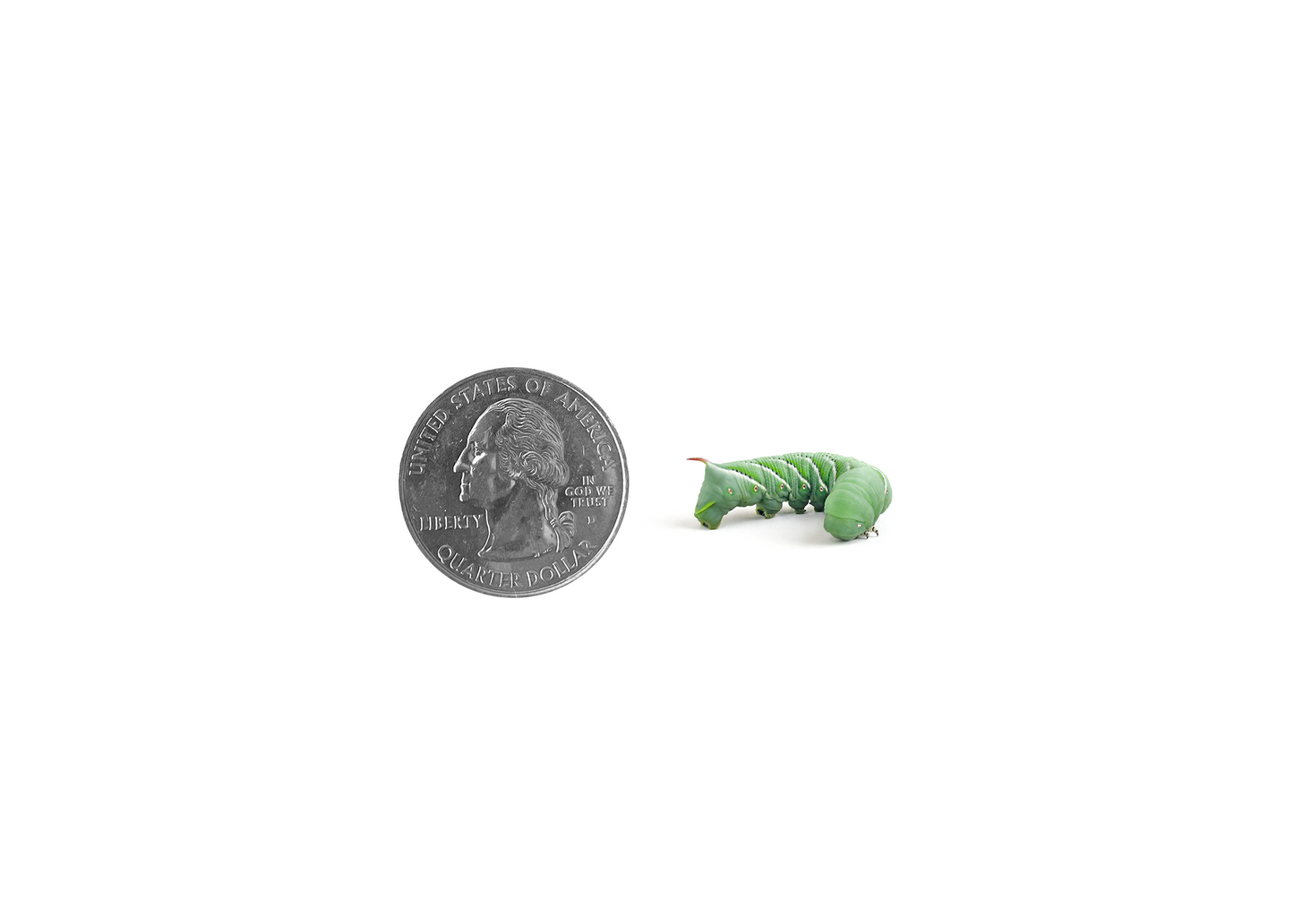 Small Hornworm